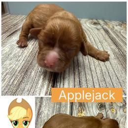 Applejack - Ruby female Cavalier King Charles Spaniel puppy in Spring Hill, Florida from Wonderland Cavaliers