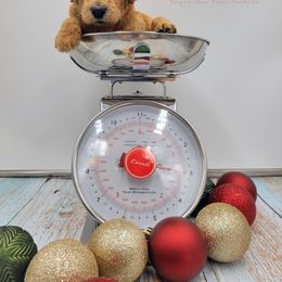 Boy 1 - Poodle puppy in Inman, South Carolina from Raynebow Rose Poodles