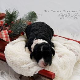 Sheepadoodle Puppies from The Farms Precious Doodles