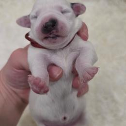 Wren (Maroon Collar Girl) - White and black female Dalmatian puppy in Centereach, New York from LINY Dalmatians