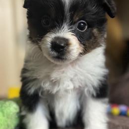 Miniature American Shepherd Puppies from Malachi Kennels
