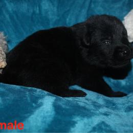 Red collar - Black male German Shepherd puppy in Ann Arbor, Michigan from Von Der Havier German Shepherds