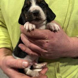 Boy 5 - Black brown and white male Basset Hound puppy in Noblesville, Indiana from Russell Bassets
