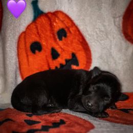 Spook (Purple) - Black male German Shepherd puppy in Chattanooga, Tennessee from Lucianhaus