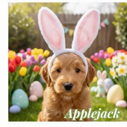 Applejack - Apricot female Australian Labradoodle puppy in Gladstone, Oregon from Beaver State Labradoodles