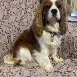 Cavalier King Charles Spaniel All Grown Up from Dorcas Hooks