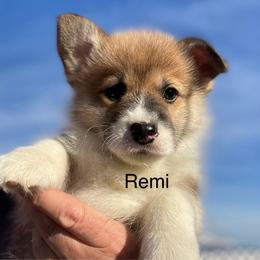 Remi - Red male Pembroke Welsh Corgi puppy in Grenada, California from California Corgi Butts