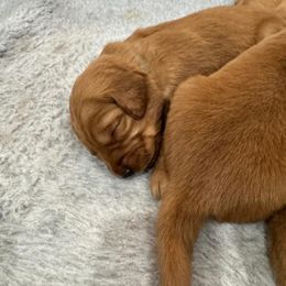 7th Pick Boys - Dark golden male Golden Retriever puppy in Aumsville, Oregon from Bigfoot Goldens AKC Registered Dark Red