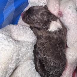 Banff - Red tri-color male Australian Shepherd puppy in Chaplin, Connecticut from Mystic Moon