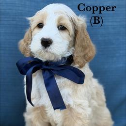 Copper - Apricot male Australian Labradoodle puppy in Citrus Heights, California from Elite Blend Labradoodles