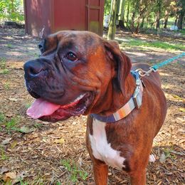 Hazel - Boxer