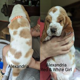 Alexandria - Basset Hound puppy from Foreman's Freckled Basset Hounds