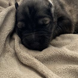 German Shepherd Puppies from Park Hill German Shepherds