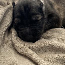 German Shepherd Puppies from Park Hill German Shepherds