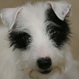 Lu - Jack Russell Terrier