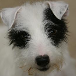 Lu - Jack Russell Terrier