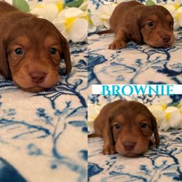 Brownie - Chocolate and tan male Dachshund puppy in Saint Paul, Minnesota from Vibrant Eyes Doxies