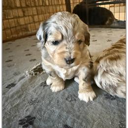 Girl 1 Aussie Doodle - Blue merle female Miniature Australian Shepherd puppy in Pensacola, Florida from TNT MINI AUSSIES