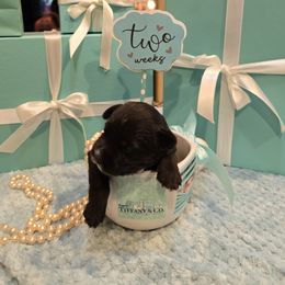 Bella (Pink Collar) - Liver female Miniature Schnauzer puppy in Winter Haven, Florida from The Blue Eyed Schnauzer