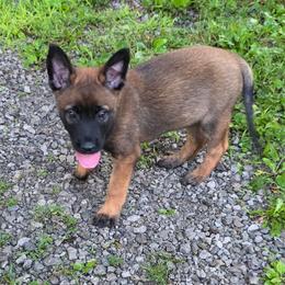 Sugar - Fawn female Belgian Malinois puppy in Andersonville, Tennessee from Working W Kennels