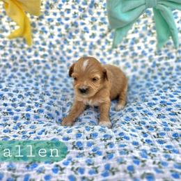 Wallen - male Cavapoochon puppy in Bullard, Texas from Cavapoochon Central LLC