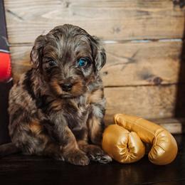 CREED - Phantom male Bernedoodle puppy in Lehi, Utah from Thompson Family Puppies