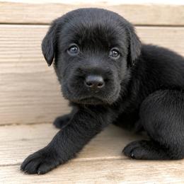 Vinnie - Black male Dilute Retriever puppy in Baldwin City, Kansas from Hedge Lane Labradors