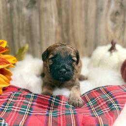Ralphie - Wheaten male Whoodle puppy in Merritt, Michigan from Genesis Family Farm