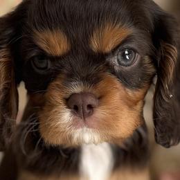 Cavalier King Charles Spaniels, Cavapoos, and Goldendoodles from By Design Doodles