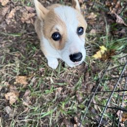 Ruby - Sable female Pembroke Welsh Corgi puppy in Jenkinsburg, Georgia from Red Elephant Farms