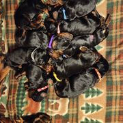Gordon Setter Puppies from Ravenrose Gordon Setters