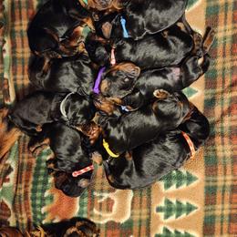 Gordon Setter Puppies from Ravenrose Gordon Setters