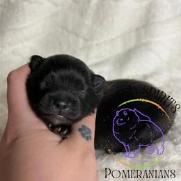 AKC CRACKLE - Black male Pomeranian puppy in Watkins Glen, New York from Wicked Spirits Pomeranians