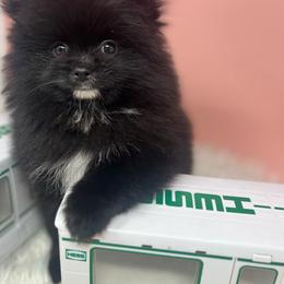Mace - Black Pomeranian puppy in Brentwood, California from Royalpawpoms