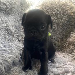 NILES  Green boy 2 - Black male Pug puppy in Onalaska, Washington from Cupid’s Pugs