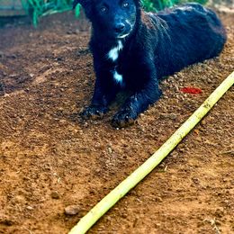 Baretta - Black & white female Australian Shepherd puppy in Mineral Wells, Texas from A6 Australian Shepards
