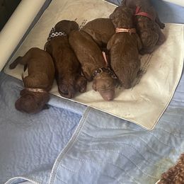 3 - Red  male Poodle puppy in Dayton, Texas from Wolfe Island Poodles