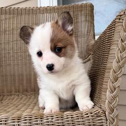 Bumble Bee - Sable female Pembroke Welsh Corgi puppy in Arcanum, Ohio from Weissway Corgis