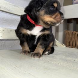 Clove BTF - Black tri female Miniature Australian Shepherd puppy in Minden, Louisiana from Ironwood Creek