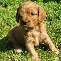 Adonis - Red male Cavapoo puppy in Auburn, California from Gold Country Doodles