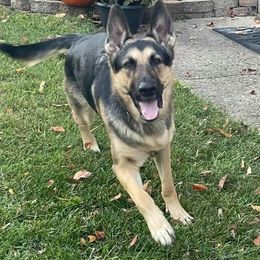 German Shepherd Puppies from Sandy’s Shepherds