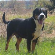 Walter - Greater Swiss Mountain Dog