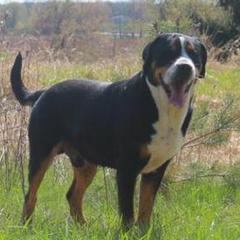 Walter - Greater Swiss Mountain Dog