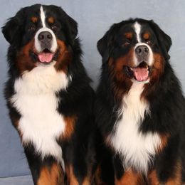 Bernese Mountain Dogs from Brooks' Bernese Mountain Dogs