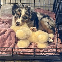 Miniature Australian Shepherd Puppies from SOCAL AUSSIES