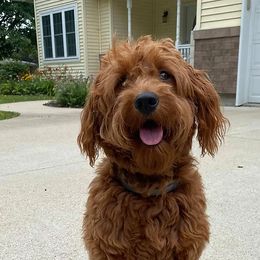 Goldendoodles and Poodles from Crimson Companions