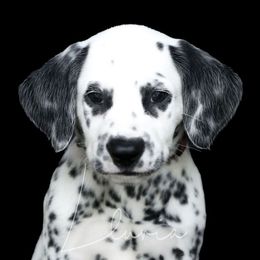 RED - White and black male Dalmatian puppy in Micanopy, Florida from Fortuna Farms