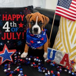 Brown - Fawn female Boxer puppy in Denver, Colorado from Yuni’s AKC Boxers