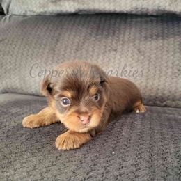 Yorkshire Terrier Puppies from Copper State Yorkies