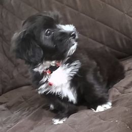 French Bulldog, Mal-Shi, Maltipoo, and Shih Tzu Puppies from NC Stellar Puppies